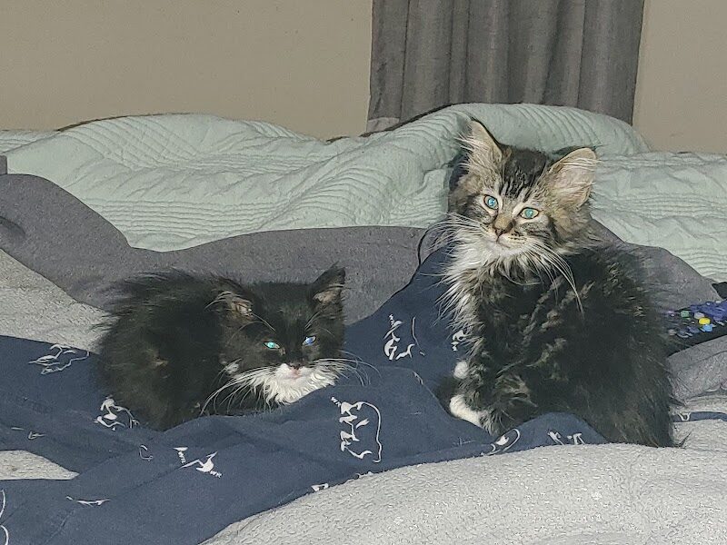Grande Prairie SPCA